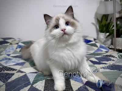 Mighty Mouse - Ragdoll - Gallery Photo #1