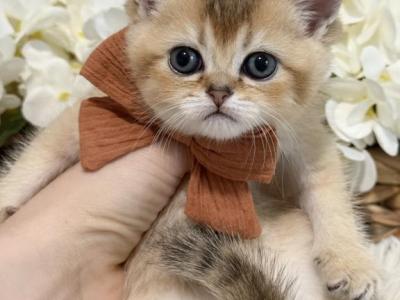 Kittens - Scottish Straight - Gallery Photo #1