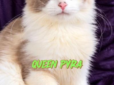 Prya - Ragdoll - Gallery Photo #1