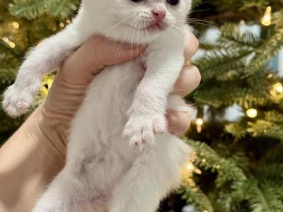 Straight Ear Litter - Scottish Straight - Gallery Photo #1