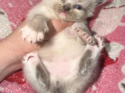 Himi Ragdoll Manx Litter - Ragdoll - Gallery Photo #1
