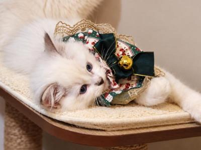 Blue Lynx Bicolor - Ragdoll - Gallery Photo #1