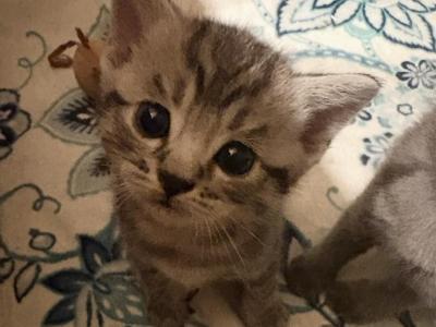 Tiger Boy - British Shorthair - Gallery Photo #1