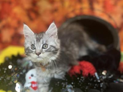 Hunger Games Litter - Maine Coon - Gallery Photo #1