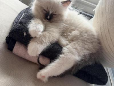 Stella - Ragdoll - Gallery Photo #1
