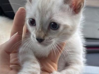 Snow Bengal Kitten - Bengal - Gallery Photo #1