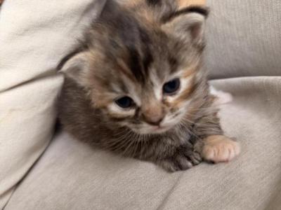 Peanut Butter JellyNutella - Siberian - Gallery Photo #1