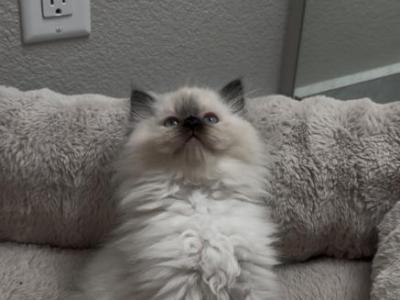 Ragdoll Kittens - Ragdoll - Gallery Photo #1