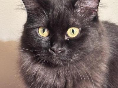 BLACK VELVET - Munchkin - Gallery Photo #1