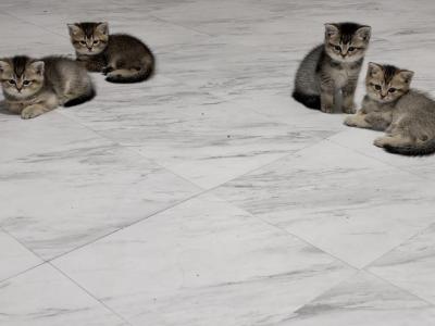 Cute Babies - British Shorthair - Gallery Photo #1