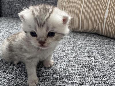 Scottish Straight Female Kitten Light Gray - Scottish Straight - Gallery Photo #1