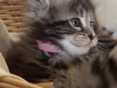 Thanks Giving Maine Coons - Maine Coon - Gallery Photo #1