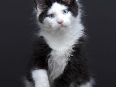 Businka - Maine Coon - Gallery Photo #1