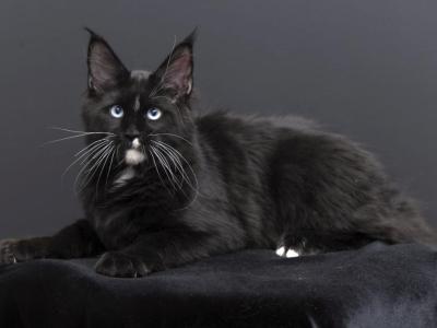 Richie - Maine Coon - Gallery Photo #1