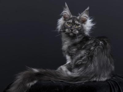 Sabrina - Maine Coon - Gallery Photo #1