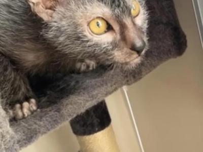 Ren - Lykoi - Gallery Photo #1