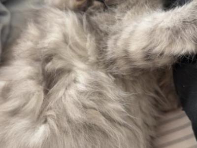 Happy Family - Persian - Gallery Photo #1