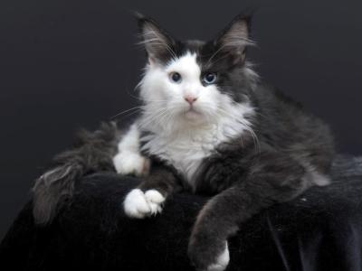 Rassy - Maine Coon - Gallery Photo #1