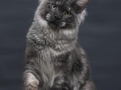 Casper - Maine Coon - Gallery Photo #1
