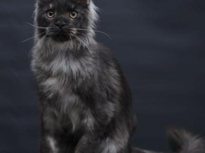 Diamond - Maine Coon - Gallery Photo #1
