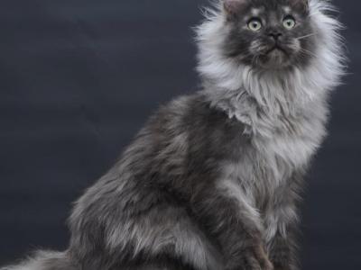 Dakota - Maine Coon - Gallery Photo #1