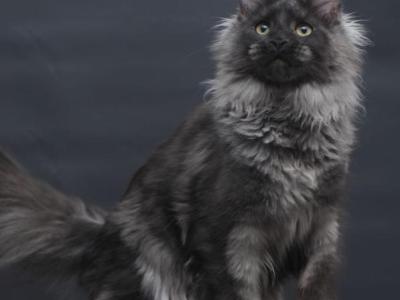 Bagira - Maine Coon - Gallery Photo #1
