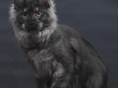 Cosmo - Maine Coon - Gallery Photo #1