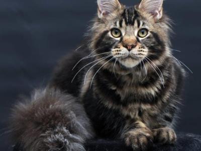 Elvis - Maine Coon - Gallery Photo #1