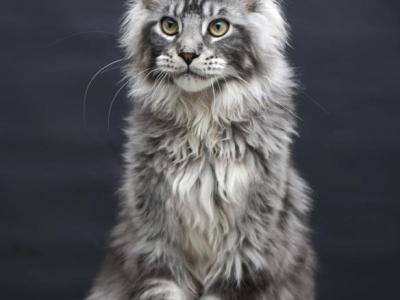 Chester - Maine Coon - Gallery Photo #1