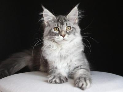 Michel - Maine Coon - Gallery Photo #1