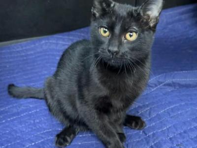 Male Kitten Quarter Siamese All Black - Domestic - Gallery Photo #1