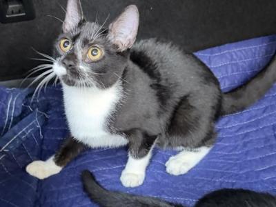 Half Siamese Male Kitten Black And White - Domestic - Gallery Photo #1
