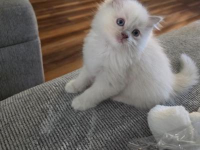 Raggedy Ann - Ragdoll - Gallery Photo #1