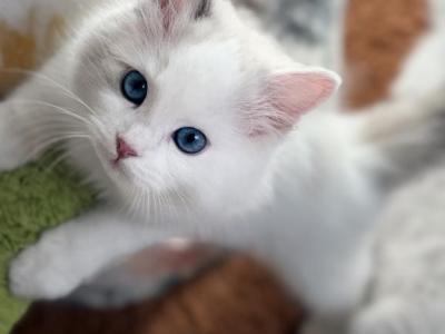 TICA RAGDOLL KITTENS - Ragdoll - Gallery Photo #1