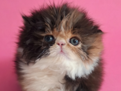 Papered Exotic Longhair Persian - Persian - Gallery Photo #1