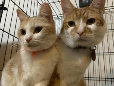 Zoe And Garfield - Domestic - Gallery Photo #1