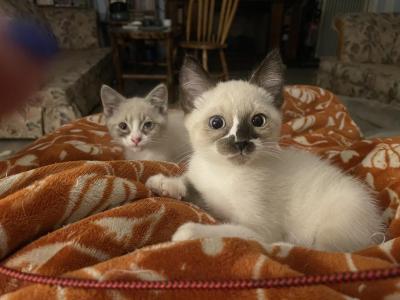 Sir Cleo - Siamese - Gallery Photo #1