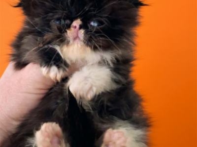 Tica Papered Exotic Longhair Persian - Persian - Gallery Photo #1