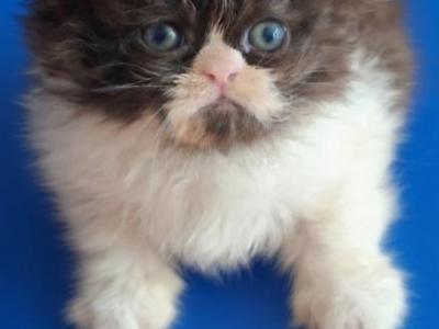 Tica Exo Longhair Persian - Persian - Gallery Photo #1