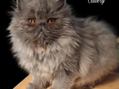 Cfa Blue Female Persian Kitten - Persian - Gallery Photo #1