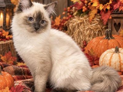 Chloe Female Seal Point - Ragdoll - Gallery Photo #1
