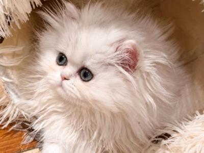 Bel Esprit Angel - Persian - Gallery Photo #1