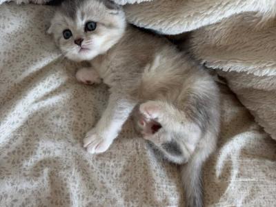 Creamy - Scottish Fold - Gallery Photo #1