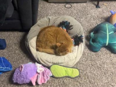 Simon - Domestic - Gallery Photo #1
