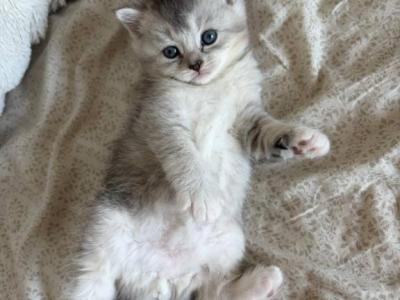 Moe - British Shorthair - Gallery Photo #1