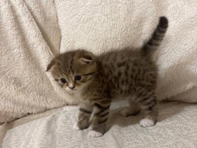 Teddies - Scottish Fold - Gallery Photo #1