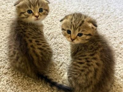 Teddies - Scottish Fold - Gallery Photo #1