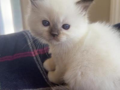 TICA Ragdoll Kittens - Ragdoll - Gallery Photo #1