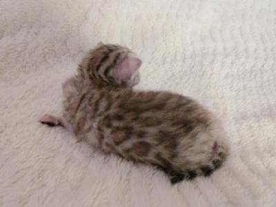 Eevee - Bengal - Gallery Photo #1