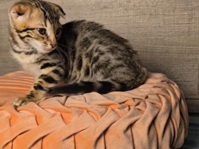 Sophie's Bengals - Bengal - Gallery Photo #1
